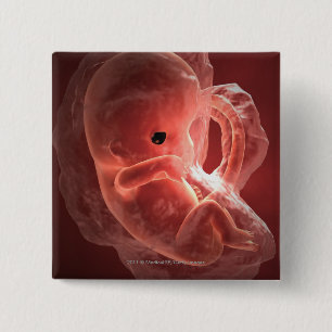 Illustration eines sich entwickelnden Embryos Button