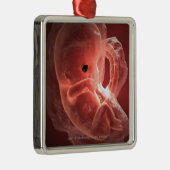 Illustration eines sich entwickelnden Embryos Ornament Aus Metall (Rechts)