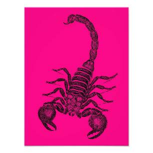 Illustration eines Skorpions in altrosa - 19. Jahr Fotodruck
