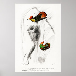 Illustration eines Vintage-Kolibris Poster