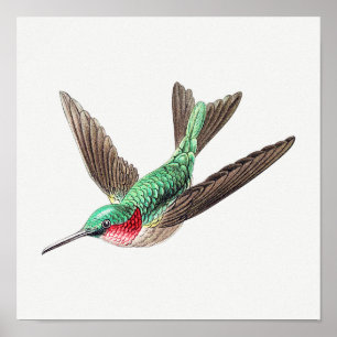 Illustration eines Vintage-Kolibris Poster