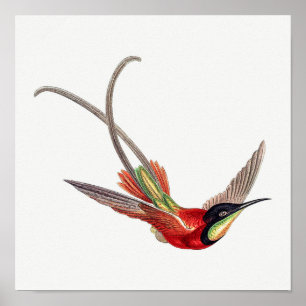 Illustration eines Vintage-Kolibris Poster