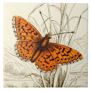 Illustration eines Vintage-Schmetterlings, Orange Fliese