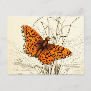 Illustration eines Vintage-Schmetterlings, Orange Postkarte