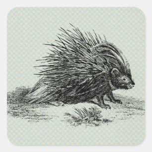 Illustration eines vintage Stachelschweins Quadratischer Aufkleber