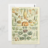 Illustration Gemüsewörterbuch Postkarte (Vorne/Hinten)