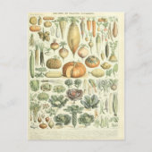 Illustration Gemüsewörterbuch Postkarte (Vorderseite)