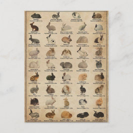 Illustration Kaninchen Postkarte