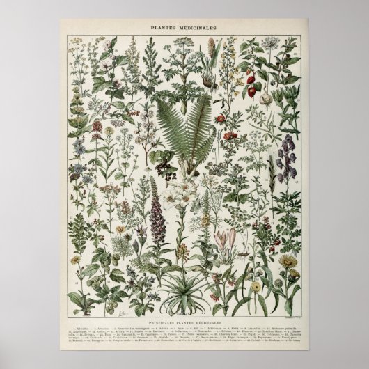 Illustration Medizinischer Pflanzen Vintage-Druck Poster (Vorne)