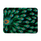 Illustration mit Pfauenfedern auf schwarz Magnet (Horizontal)