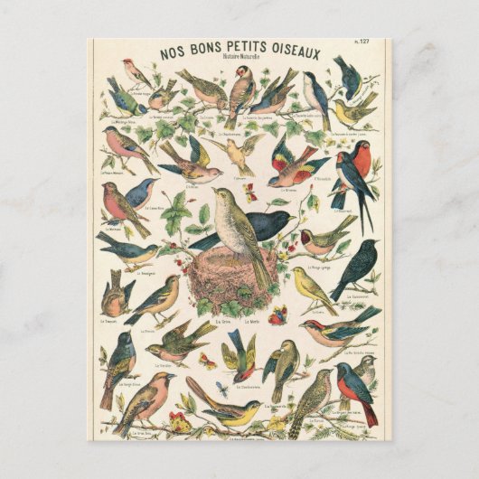 Illustration nos bons petits oiseaux postkarte (Vorderseite)