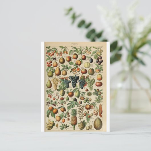 Illustration Obst-Wörterbuch Postkarte (Stehend Vorderseite)
