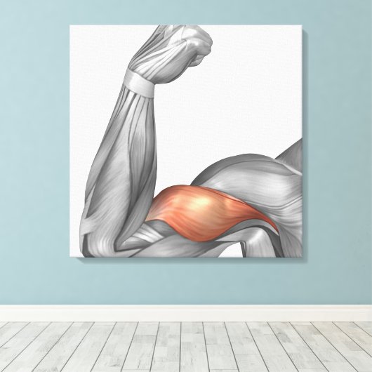 Illustration Of A Flexed Arm Showing Bicep Leinwanddruck (Insitu (Holzboden))