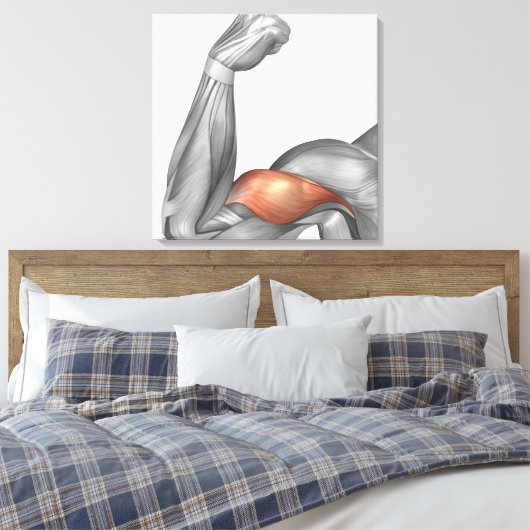 Illustration Of A Flexed Arm Showing Bicep Leinwanddruck (Insitu (Schlafzimmer))