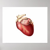 Illustration Of Human Heart Poster (Vorne)
