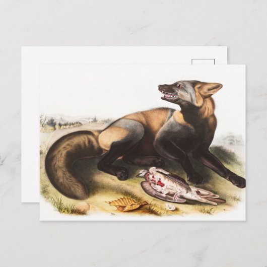 Illustration Postkarte (Vorne/Hinten)