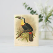 Illustration toucan postkarte (Stehend Vorderseite)