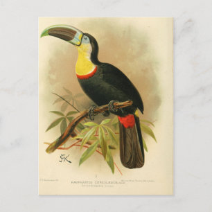 Illustration toucan postkarte