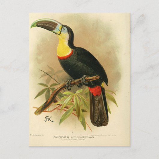 Illustration toucan postkarte (Vorderseite)