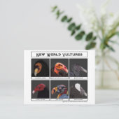 Illustration über neue Weltgeier Postkarte (Stehend Vorderseite)