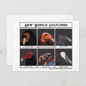 Illustration über neue Weltgeier Postkarte (Vorne/Hinten)