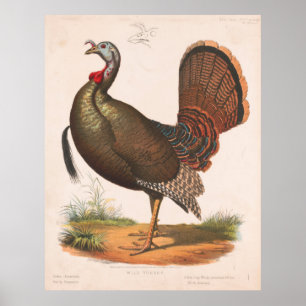 Illustration Vintag Wild Turkey (1872) Poster