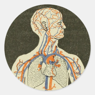 Illustration Vintager Anatomie-Venen und Arterien Runder Aufkleber