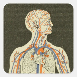 Illustration Vintager Anatomievenen und Arterien Quadratischer Aufkleber