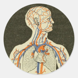 Illustration Vintager Anatomievenen und Arterien Runder Aufkleber