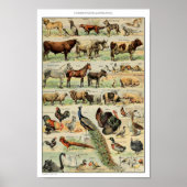Illustration Vintager domestizierter Tiere Poster (Vorne)