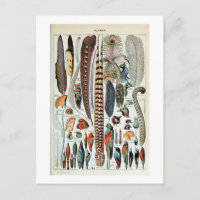 Illustration Vintager französischer Federn