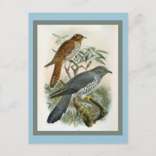 Illustration Vintager Kuckustrationen Postkarte