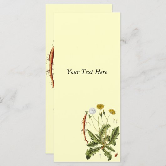 Illustration Vintager Löwenzahn (Vorne/Hinten)