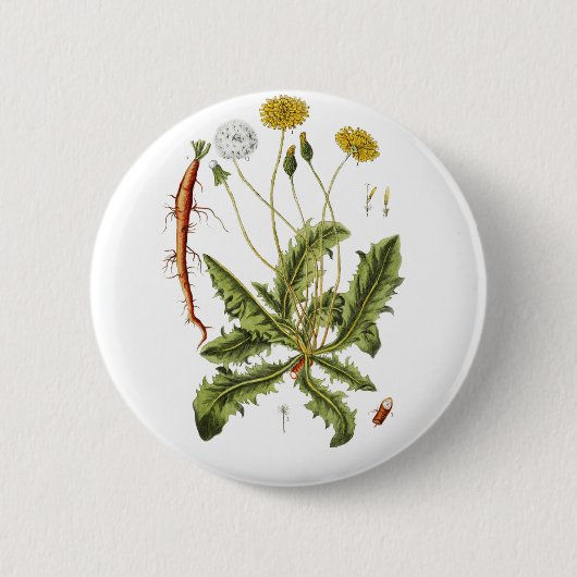 Illustration Vintager Löwenzahn Button (Vorderseite)