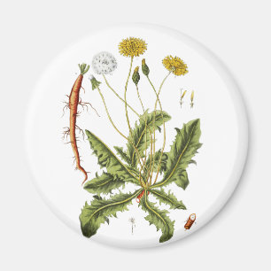 Illustration Vintager Löwenzahn Magnet