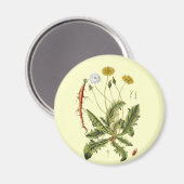 Illustration Vintager Löwenzahn Magnet (Vorderseite/Rückseite)