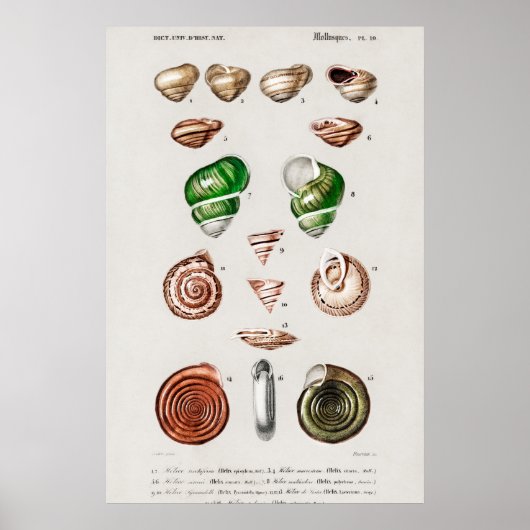 Illustration Vintager Muscheln Poster (Vorne)