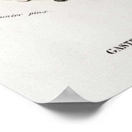 Illustration Vintager Muscheln Poster (Ecke)