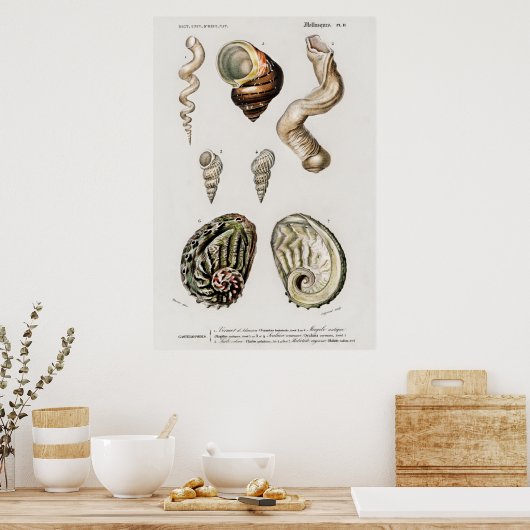 Illustration Vintager Muscheln Poster (Küche)