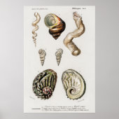 Illustration Vintager Muscheln Poster (Vorne)