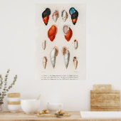 Illustration Vintager Muscheln Poster (Küche)