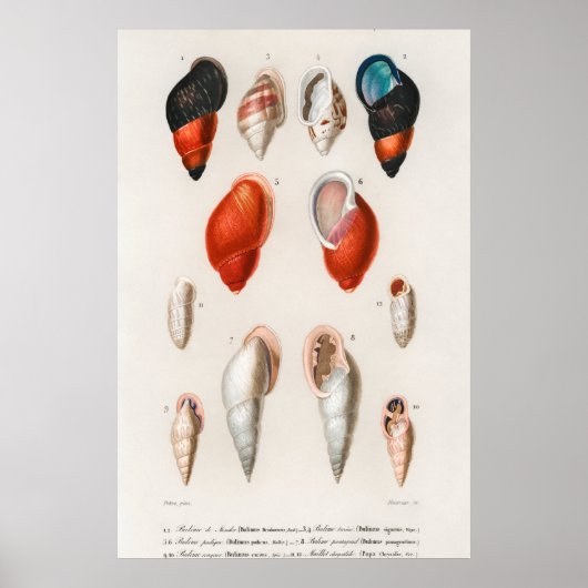 Illustration Vintager Muscheln Poster (Vorne)