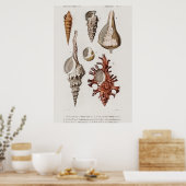 Illustration Vintager Muscheln Poster (Küche)