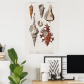 Illustration Vintager Muscheln Poster (Heimbüro)