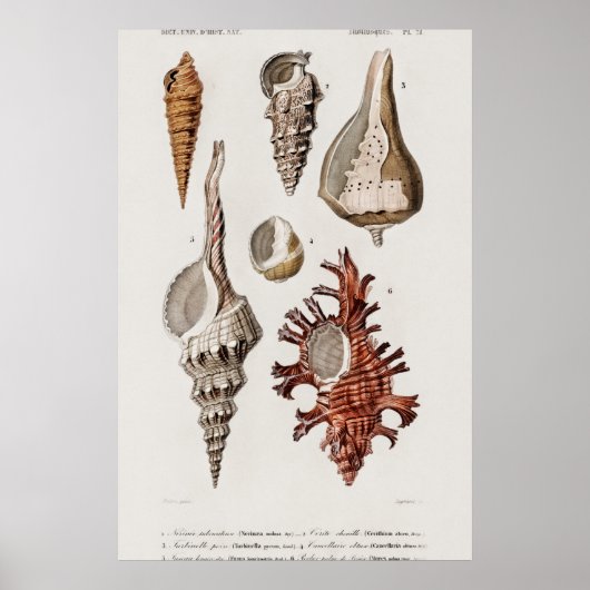 Illustration Vintager Muscheln Poster (Vorne)
