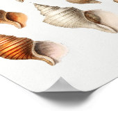 Illustration Vintager Muscheln Poster (Ecke)