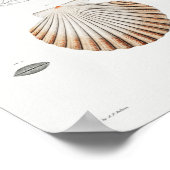 Illustration Vintager Muscheln Poster (Ecke)