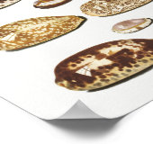 Illustration Vintager Muscheln Poster (Ecke)