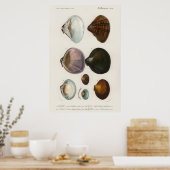 Illustration Vintager Muscheln Poster (Küche)