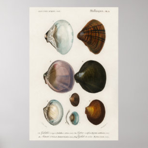 Illustration Vintager Muscheln Poster